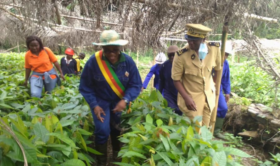 Terrain : La terre comme creuset de richesse.  L’hon. Berthe Mefant Nanga vient de boucler une tournée de remise du couvert végétal aux populations du Haut-Nyong.