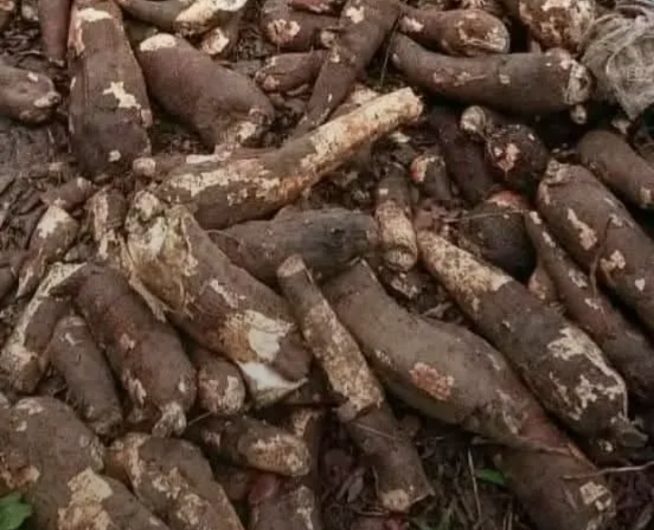 Le manioc, un trésor de l’Est-Cameroun : vers une chaîne de valeur durable.